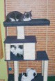 GIMNASIO PARA GATOS TRES NIVELES
